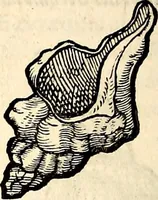 An illustration from Icones animalium quadrupedum uiuiparorum et ouiparorum : quae in Historiae animalium Conradi Gesneri libro I. et II. describuntur, cum nomenclaturis singulorum latinis, graecis, italicis, gallicis, et germanicis plerunque, et aliarum quoque linguarum, certis ordinibus digestae (1560)