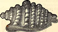 An illustration from Icones animalium quadrupedum uiuiparorum et ouiparorum : quae in Historiae animalium Conradi Gesneri libro I. et II. describuntur, cum nomenclaturis singulorum latinis, graecis, italicis, gallicis, et germanicis plerunque, et aliarum quoque linguarum, certis ordinibus digestae (1560)