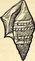 An illustration from Icones animalium quadrupedum uiuiparorum et ouiparorum : quae in Historiae animalium Conradi Gesneri libro I. et II. describuntur, cum nomenclaturis singulorum latinis, graecis, italicis, gallicis, et germanicis plerunque, et aliarum quoque linguarum, certis ordinibus digestae (1560)