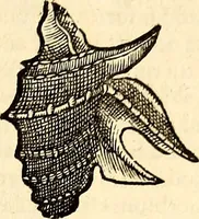 An illustration from Icones animalium quadrupedum uiuiparorum et ouiparorum : quae in Historiae animalium Conradi Gesneri libro I. et II. describuntur, cum nomenclaturis singulorum latinis, graecis, italicis, gallicis, et germanicis plerunque, et aliarum quoque linguarum, certis ordinibus digestae (1560)