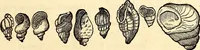 An illustration from Icones animalium quadrupedum uiuiparorum et ouiparorum : quae in Historiae animalium Conradi Gesneri libro I. et II. describuntur, cum nomenclaturis singulorum latinis, graecis, italicis, gallicis, et germanicis plerunque, et aliarum quoque linguarum, certis ordinibus digestae (1560)