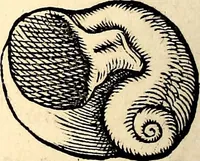 An illustration from Icones animalium quadrupedum uiuiparorum et ouiparorum : quae in Historiae animalium Conradi Gesneri libro I. et II. describuntur, cum nomenclaturis singulorum latinis, graecis, italicis, gallicis, et germanicis plerunque, et aliarum quoque linguarum, certis ordinibus digestae (1560)