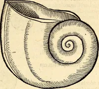 An illustration from Icones animalium quadrupedum uiuiparorum et ouiparorum : quae in Historiae animalium Conradi Gesneri libro I. et II. describuntur, cum nomenclaturis singulorum latinis, graecis, italicis, gallicis, et germanicis plerunque, et aliarum quoque linguarum, certis ordinibus digestae (1560)