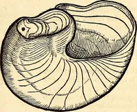 An illustration from Icones animalium quadrupedum uiuiparorum et ouiparorum : quae in Historiae animalium Conradi Gesneri libro I. et II. describuntur, cum nomenclaturis singulorum latinis, graecis, italicis, gallicis, et germanicis plerunque, et aliarum quoque linguarum, certis ordinibus digestae (1560)