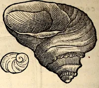 An illustration from Icones animalium quadrupedum uiuiparorum et ouiparorum : quae in Historiae animalium Conradi Gesneri libro I. et II. describuntur, cum nomenclaturis singulorum latinis, graecis, italicis, gallicis, et germanicis plerunque, et aliarum quoque linguarum, certis ordinibus digestae (1560)