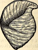 An illustration from Icones animalium quadrupedum uiuiparorum et ouiparorum : quae in Historiae animalium Conradi Gesneri libro I. et II. describuntur, cum nomenclaturis singulorum latinis, graecis, italicis, gallicis, et germanicis plerunque, et aliarum quoque linguarum, certis ordinibus digestae (1560)