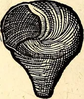 An illustration from Icones animalium quadrupedum uiuiparorum et ouiparorum : quae in Historiae animalium Conradi Gesneri libro I. et II. describuntur, cum nomenclaturis singulorum latinis, graecis, italicis, gallicis, et germanicis plerunque, et aliarum quoque linguarum, certis ordinibus digestae (1560)