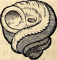 An illustration from Icones animalium quadrupedum uiuiparorum et ouiparorum : quae in Historiae animalium Conradi Gesneri libro I. et II. describuntur, cum nomenclaturis singulorum latinis, graecis, italicis, gallicis, et germanicis plerunque, et aliarum quoque linguarum, certis ordinibus digestae (1560)