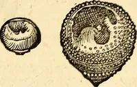 An illustration from Icones animalium quadrupedum uiuiparorum et ouiparorum : quae in Historiae animalium Conradi Gesneri libro I. et II. describuntur, cum nomenclaturis singulorum latinis, graecis, italicis, gallicis, et germanicis plerunque, et aliarum quoque linguarum, certis ordinibus digestae (1560)