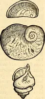 An illustration from Icones animalium quadrupedum uiuiparorum et ouiparorum : quae in Historiae animalium Conradi Gesneri libro I. et II. describuntur, cum nomenclaturis singulorum latinis, graecis, italicis, gallicis, et germanicis plerunque, et aliarum quoque linguarum, certis ordinibus digestae (1560)
