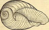 An illustration from Icones animalium quadrupedum uiuiparorum et ouiparorum : quae in Historiae animalium Conradi Gesneri libro I. et II. describuntur, cum nomenclaturis singulorum latinis, graecis, italicis, gallicis, et germanicis plerunque, et aliarum quoque linguarum, certis ordinibus digestae (1560)