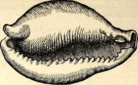 An illustration from Icones animalium quadrupedum uiuiparorum et ouiparorum : quae in Historiae animalium Conradi Gesneri libro I. et II. describuntur, cum nomenclaturis singulorum latinis, graecis, italicis, gallicis, et germanicis plerunque, et aliarum quoque linguarum, certis ordinibus digestae (1560)