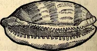 An illustration from Icones animalium quadrupedum uiuiparorum et ouiparorum : quae in Historiae animalium Conradi Gesneri libro I. et II. describuntur, cum nomenclaturis singulorum latinis, graecis, italicis, gallicis, et germanicis plerunque, et aliarum quoque linguarum, certis ordinibus digestae (1560)