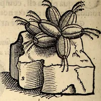 An illustration from Icones animalium quadrupedum uiuiparorum et ouiparorum : quae in Historiae animalium Conradi Gesneri libro I. et II. describuntur, cum nomenclaturis singulorum latinis, graecis, italicis, gallicis, et germanicis plerunque, et aliarum quoque linguarum, certis ordinibus digestae (1560)