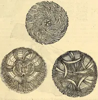 An illustration from Icones animalium quadrupedum uiuiparorum et ouiparorum : quae in Historiae animalium Conradi Gesneri libro I. et II. describuntur, cum nomenclaturis singulorum latinis, graecis, italicis, gallicis, et germanicis plerunque, et aliarum quoque linguarum, certis ordinibus digestae (1560)