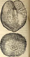 An illustration from Icones animalium quadrupedum uiuiparorum et ouiparorum : quae in Historiae animalium Conradi Gesneri libro I. et II. describuntur, cum nomenclaturis singulorum latinis, graecis, italicis, gallicis, et germanicis plerunque, et aliarum quoque linguarum, certis ordinibus digestae (1560)