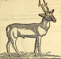 Picture 54 of 971 from Icones animalium quadrupedum uiuiparorum et ouiparorum : quae in Historiae animalium Conradi Gesneri libro I. et II. describuntur, cum nomenclaturis singulorum latinis, graecis, italicis, gallicis, et germanicis plerunque, et aliarum quoque linguarum, certis ordinibus digestae (1560), leaf 58