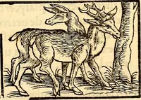Picture 55 of 971 from Icones animalium quadrupedum uiuiparorum et ouiparorum : quae in Historiae animalium Conradi Gesneri libro I. et II. describuntur, cum nomenclaturis singulorum latinis, graecis, italicis, gallicis, et germanicis plerunque, et aliarum quoque linguarum, certis ordinibus digestae (1560), leaf 58