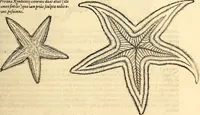 An illustration from Icones animalium quadrupedum uiuiparorum et ouiparorum : quae in Historiae animalium Conradi Gesneri libro I. et II. describuntur, cum nomenclaturis singulorum latinis, graecis, italicis, gallicis, et germanicis plerunque, et aliarum quoque linguarum, certis ordinibus digestae (1560)