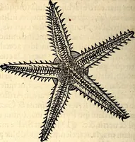An illustration from Icones animalium quadrupedum uiuiparorum et ouiparorum : quae in Historiae animalium Conradi Gesneri libro I. et II. describuntur, cum nomenclaturis singulorum latinis, graecis, italicis, gallicis, et germanicis plerunque, et aliarum quoque linguarum, certis ordinibus digestae (1560)