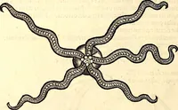 An illustration from Icones animalium quadrupedum uiuiparorum et ouiparorum : quae in Historiae animalium Conradi Gesneri libro I. et II. describuntur, cum nomenclaturis singulorum latinis, graecis, italicis, gallicis, et germanicis plerunque, et aliarum quoque linguarum, certis ordinibus digestae (1560)