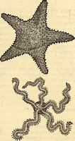 An illustration from Icones animalium quadrupedum uiuiparorum et ouiparorum : quae in Historiae animalium Conradi Gesneri libro I. et II. describuntur, cum nomenclaturis singulorum latinis, graecis, italicis, gallicis, et germanicis plerunque, et aliarum quoque linguarum, certis ordinibus digestae (1560)