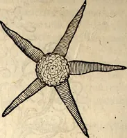 An illustration from Icones animalium quadrupedum uiuiparorum et ouiparorum : quae in Historiae animalium Conradi Gesneri libro I. et II. describuntur, cum nomenclaturis singulorum latinis, graecis, italicis, gallicis, et germanicis plerunque, et aliarum quoque linguarum, certis ordinibus digestae (1560)