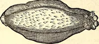 An illustration from Icones animalium quadrupedum uiuiparorum et ouiparorum : quae in Historiae animalium Conradi Gesneri libro I. et II. describuntur, cum nomenclaturis singulorum latinis, graecis, italicis, gallicis, et germanicis plerunque, et aliarum quoque linguarum, certis ordinibus digestae (1560)