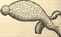 An illustration from Icones animalium quadrupedum uiuiparorum et ouiparorum : quae in Historiae animalium Conradi Gesneri libro I. et II. describuntur, cum nomenclaturis singulorum latinis, graecis, italicis, gallicis, et germanicis plerunque, et aliarum quoque linguarum, certis ordinibus digestae (1560)