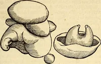 An illustration from Icones animalium quadrupedum uiuiparorum et ouiparorum : quae in Historiae animalium Conradi Gesneri libro I. et II. describuntur, cum nomenclaturis singulorum latinis, graecis, italicis, gallicis, et germanicis plerunque, et aliarum quoque linguarum, certis ordinibus digestae (1560)