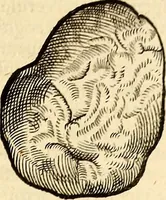 An illustration from Icones animalium quadrupedum uiuiparorum et ouiparorum : quae in Historiae animalium Conradi Gesneri libro I. et II. describuntur, cum nomenclaturis singulorum latinis, graecis, italicis, gallicis, et germanicis plerunque, et aliarum quoque linguarum, certis ordinibus digestae (1560)