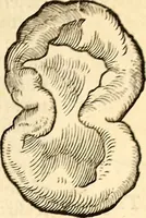 An illustration from Icones animalium quadrupedum uiuiparorum et ouiparorum : quae in Historiae animalium Conradi Gesneri libro I. et II. describuntur, cum nomenclaturis singulorum latinis, graecis, italicis, gallicis, et germanicis plerunque, et aliarum quoque linguarum, certis ordinibus digestae (1560)