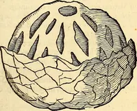 An illustration from Icones animalium quadrupedum uiuiparorum et ouiparorum : quae in Historiae animalium Conradi Gesneri libro I. et II. describuntur, cum nomenclaturis singulorum latinis, graecis, italicis, gallicis, et germanicis plerunque, et aliarum quoque linguarum, certis ordinibus digestae (1560)