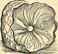 An illustration from Icones animalium quadrupedum uiuiparorum et ouiparorum : quae in Historiae animalium Conradi Gesneri libro I. et II. describuntur, cum nomenclaturis singulorum latinis, graecis, italicis, gallicis, et germanicis plerunque, et aliarum quoque linguarum, certis ordinibus digestae (1560)