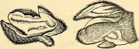 An illustration from Icones animalium quadrupedum uiuiparorum et ouiparorum : quae in Historiae animalium Conradi Gesneri libro I. et II. describuntur, cum nomenclaturis singulorum latinis, graecis, italicis, gallicis, et germanicis plerunque, et aliarum quoque linguarum, certis ordinibus digestae (1560)