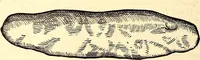 An illustration from Icones animalium quadrupedum uiuiparorum et ouiparorum : quae in Historiae animalium Conradi Gesneri libro I. et II. describuntur, cum nomenclaturis singulorum latinis, graecis, italicis, gallicis, et germanicis plerunque, et aliarum quoque linguarum, certis ordinibus digestae (1560)