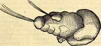 An illustration from Icones animalium quadrupedum uiuiparorum et ouiparorum : quae in Historiae animalium Conradi Gesneri libro I. et II. describuntur, cum nomenclaturis singulorum latinis, graecis, italicis, gallicis, et germanicis plerunque, et aliarum quoque linguarum, certis ordinibus digestae (1560)