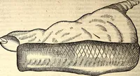 An illustration from Icones animalium quadrupedum uiuiparorum et ouiparorum : quae in Historiae animalium Conradi Gesneri libro I. et II. describuntur, cum nomenclaturis singulorum latinis, graecis, italicis, gallicis, et germanicis plerunque, et aliarum quoque linguarum, certis ordinibus digestae (1560)