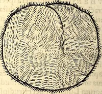 An illustration from Icones animalium quadrupedum uiuiparorum et ouiparorum : quae in Historiae animalium Conradi Gesneri libro I. et II. describuntur, cum nomenclaturis singulorum latinis, graecis, italicis, gallicis, et germanicis plerunque, et aliarum quoque linguarum, certis ordinibus digestae (1560)
