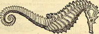 An illustration from Icones animalium quadrupedum uiuiparorum et ouiparorum : quae in Historiae animalium Conradi Gesneri libro I. et II. describuntur, cum nomenclaturis singulorum latinis, graecis, italicis, gallicis, et germanicis plerunque, et aliarum quoque linguarum, certis ordinibus digestae (1560)