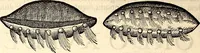 An illustration from Icones animalium quadrupedum uiuiparorum et ouiparorum : quae in Historiae animalium Conradi Gesneri libro I. et II. describuntur, cum nomenclaturis singulorum latinis, graecis, italicis, gallicis, et germanicis plerunque, et aliarum quoque linguarum, certis ordinibus digestae (1560)