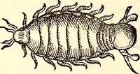 An illustration from Icones animalium quadrupedum uiuiparorum et ouiparorum : quae in Historiae animalium Conradi Gesneri libro I. et II. describuntur, cum nomenclaturis singulorum latinis, graecis, italicis, gallicis, et germanicis plerunque, et aliarum quoque linguarum, certis ordinibus digestae (1560)