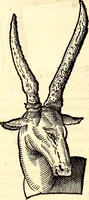 An illustration from Icones animalium quadrupedum uiuiparorum et ouiparorum : quae in Historiae animalium Conradi Gesneri libro I. et II. describuntur, cum nomenclaturis singulorum latinis, graecis, italicis, gallicis, et germanicis plerunque, et aliarum quoque linguarum, certis ordinibus digestae (1560)