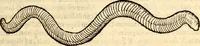 An illustration from Icones animalium quadrupedum uiuiparorum et ouiparorum : quae in Historiae animalium Conradi Gesneri libro I. et II. describuntur, cum nomenclaturis singulorum latinis, graecis, italicis, gallicis, et germanicis plerunque, et aliarum quoque linguarum, certis ordinibus digestae (1560)