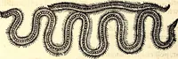 An illustration from Icones animalium quadrupedum uiuiparorum et ouiparorum : quae in Historiae animalium Conradi Gesneri libro I. et II. describuntur, cum nomenclaturis singulorum latinis, graecis, italicis, gallicis, et germanicis plerunque, et aliarum quoque linguarum, certis ordinibus digestae (1560)