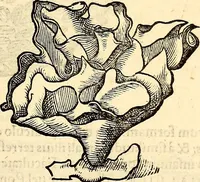 An illustration from Icones animalium quadrupedum uiuiparorum et ouiparorum : quae in Historiae animalium Conradi Gesneri libro I. et II. describuntur, cum nomenclaturis singulorum latinis, graecis, italicis, gallicis, et germanicis plerunque, et aliarum quoque linguarum, certis ordinibus digestae (1560)