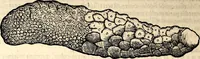 An illustration from Icones animalium quadrupedum uiuiparorum et ouiparorum : quae in Historiae animalium Conradi Gesneri libro I. et II. describuntur, cum nomenclaturis singulorum latinis, graecis, italicis, gallicis, et germanicis plerunque, et aliarum quoque linguarum, certis ordinibus digestae (1560)