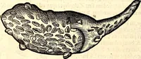 An illustration from Icones animalium quadrupedum uiuiparorum et ouiparorum : quae in Historiae animalium Conradi Gesneri libro I. et II. describuntur, cum nomenclaturis singulorum latinis, graecis, italicis, gallicis, et germanicis plerunque, et aliarum quoque linguarum, certis ordinibus digestae (1560)