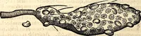 An illustration from Icones animalium quadrupedum uiuiparorum et ouiparorum : quae in Historiae animalium Conradi Gesneri libro I. et II. describuntur, cum nomenclaturis singulorum latinis, graecis, italicis, gallicis, et germanicis plerunque, et aliarum quoque linguarum, certis ordinibus digestae (1560)
