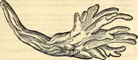 An illustration from Icones animalium quadrupedum uiuiparorum et ouiparorum : quae in Historiae animalium Conradi Gesneri libro I. et II. describuntur, cum nomenclaturis singulorum latinis, graecis, italicis, gallicis, et germanicis plerunque, et aliarum quoque linguarum, certis ordinibus digestae (1560)